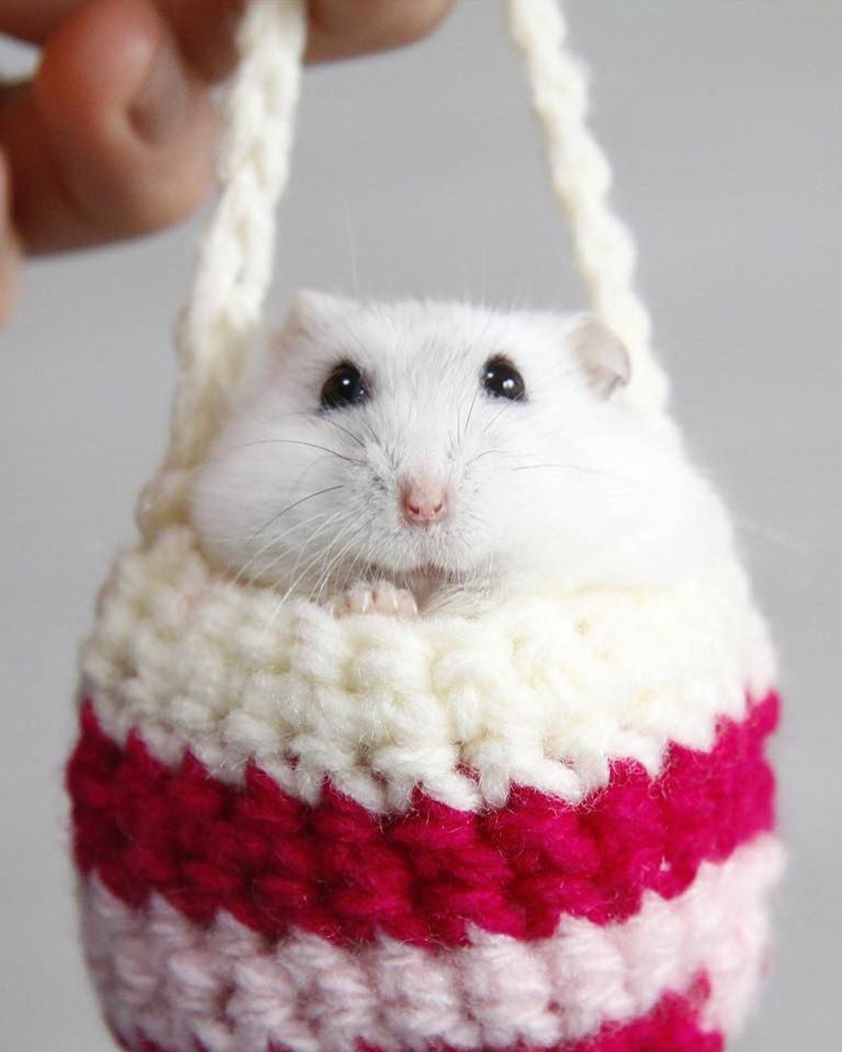 치명적인 햄찌 미니백 🐹👛 이미지8
