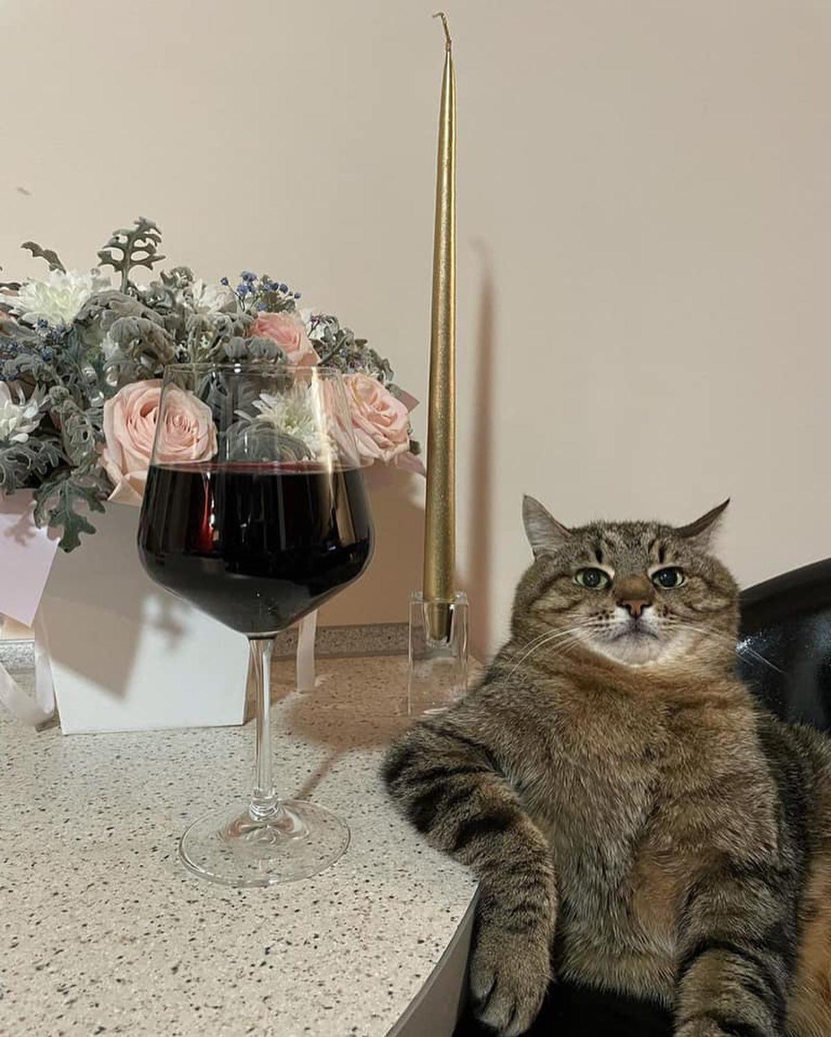 함께 한 잔 하자며 🐈🍹 이미지1
