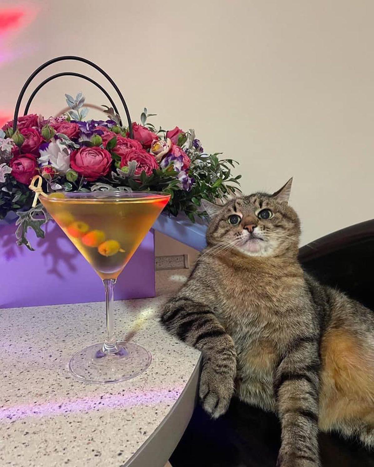 함께 한 잔 하자며 🐈🍹 이미지2