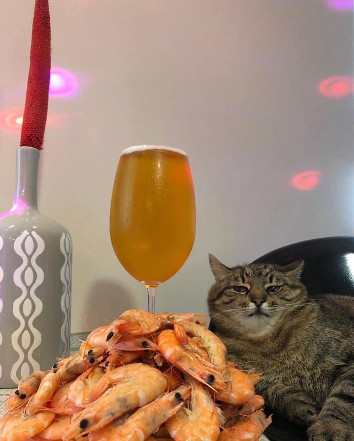 함께 한 잔 하자며 🐈🍹 이미지3