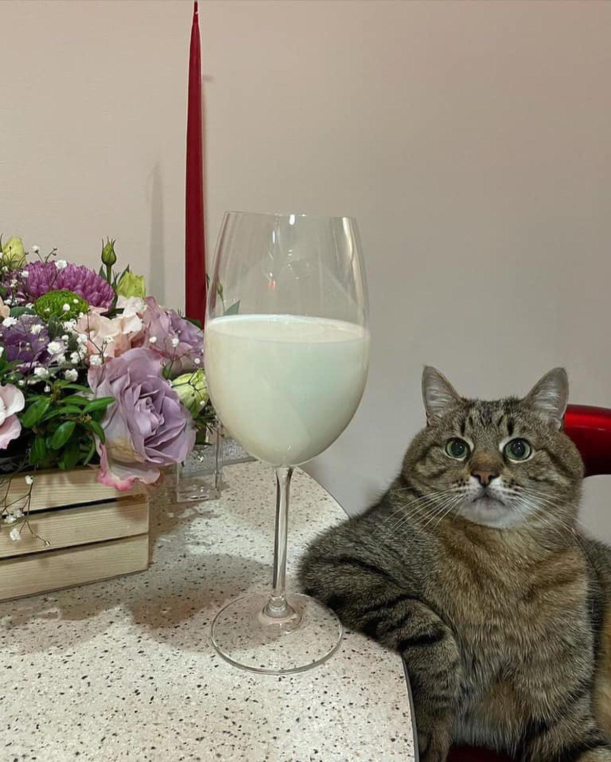 함께 한 잔 하자며 🐈🍹 이미지4