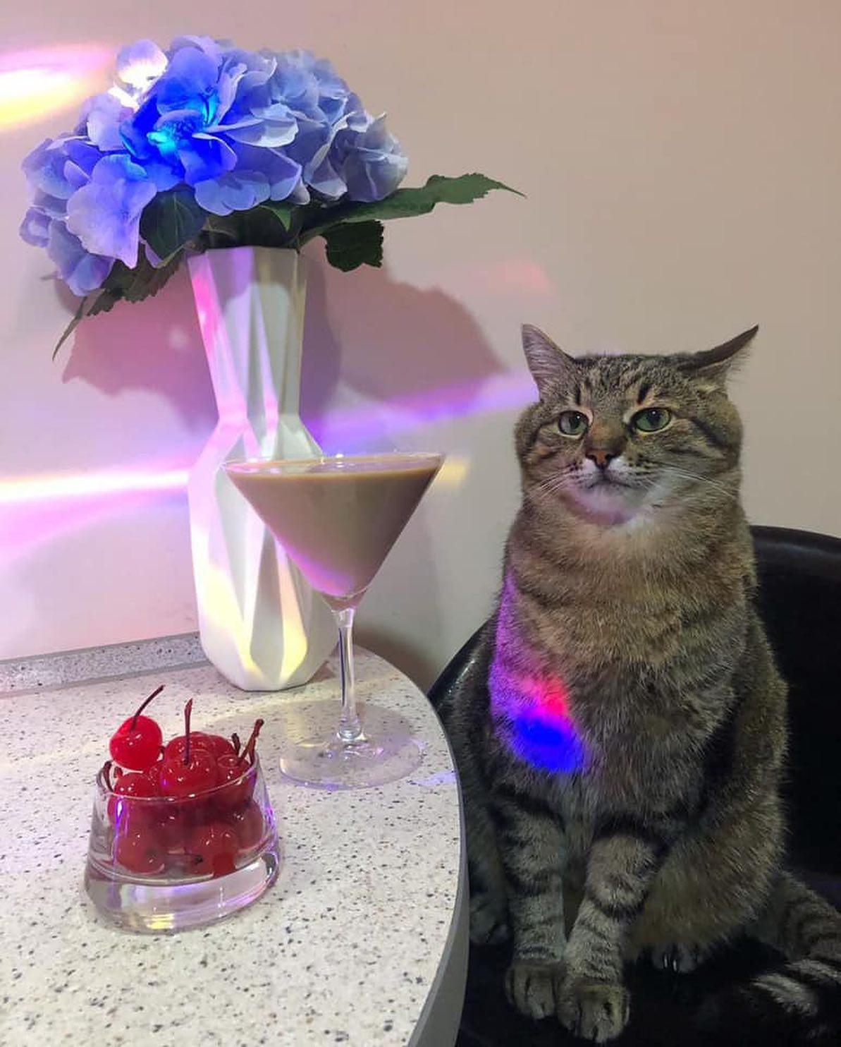 함께 한 잔 하자며 🐈🍹 이미지5
