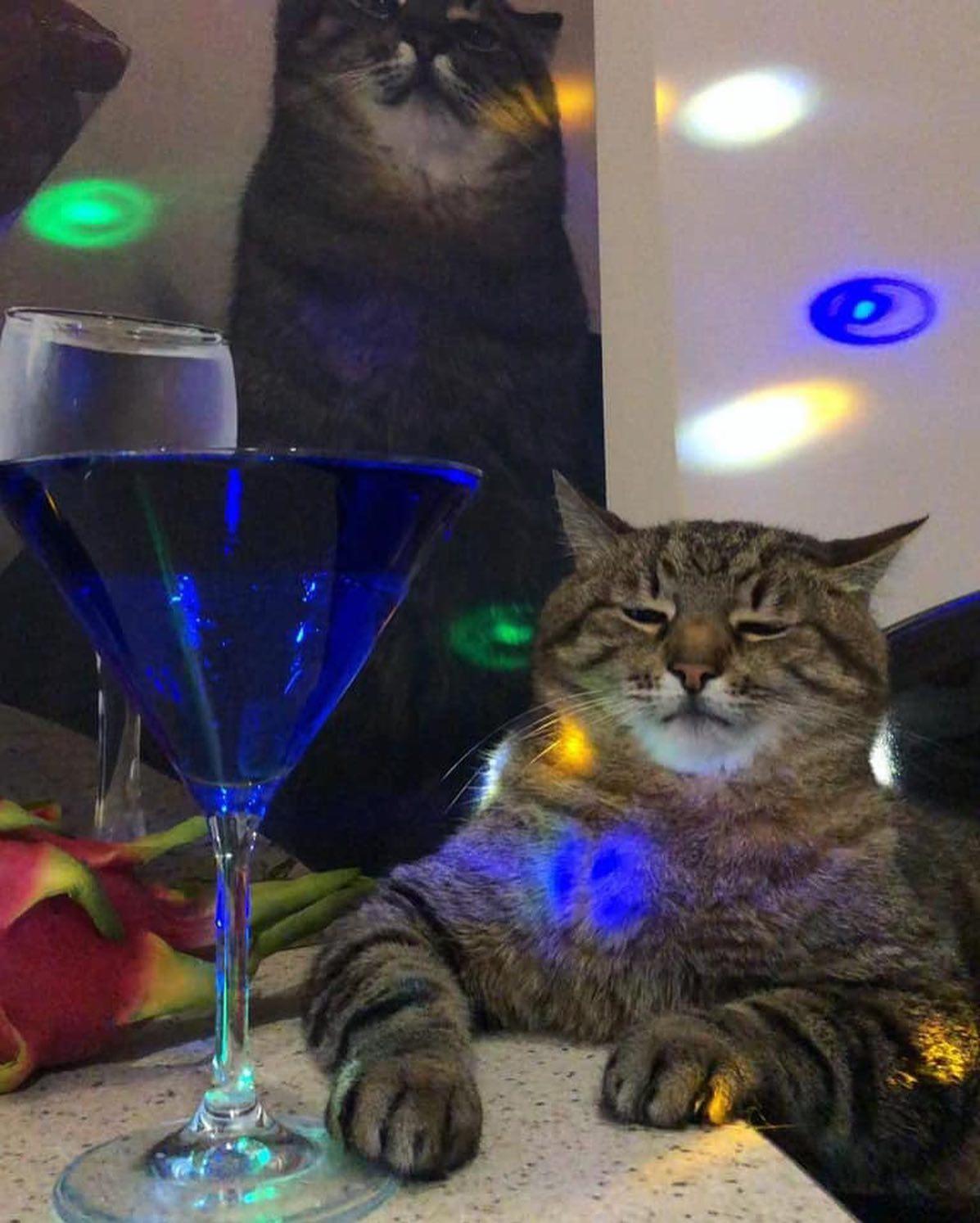 함께 한 잔 하자며 🐈🍹 이미지6