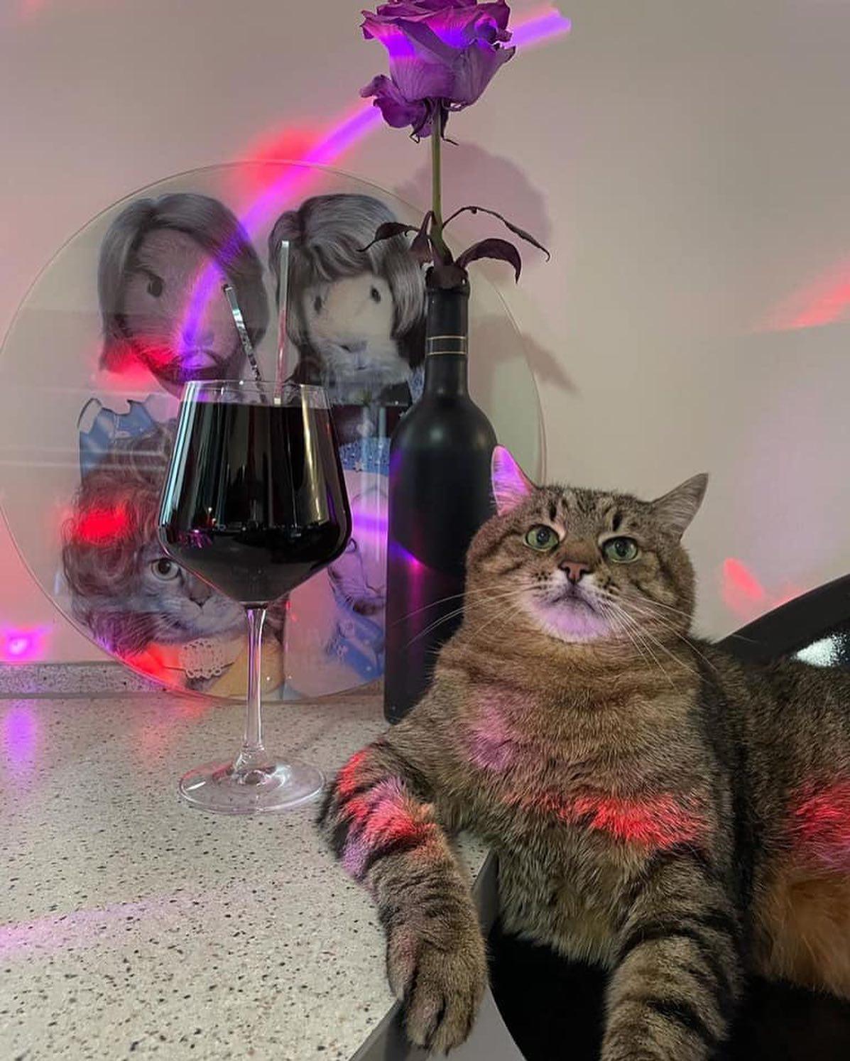 함께 한 잔 하자며 🐈🍹 이미지7