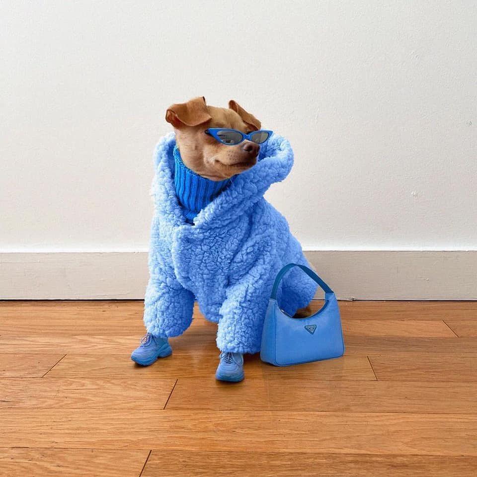 강아지도 겨울 준비❄️☃️ 이미지2