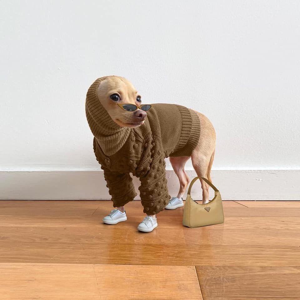 강아지도 겨울 준비❄️☃️ 이미지3