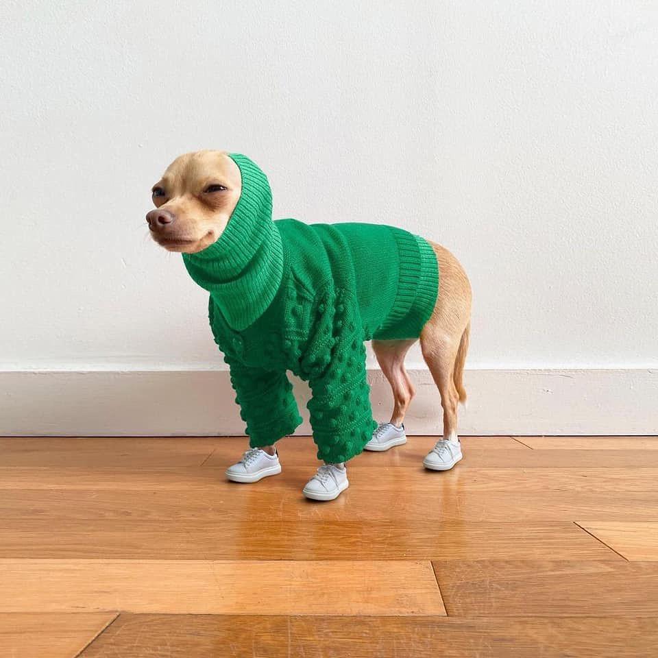 강아지도 겨울 준비❄️☃️ 이미지4