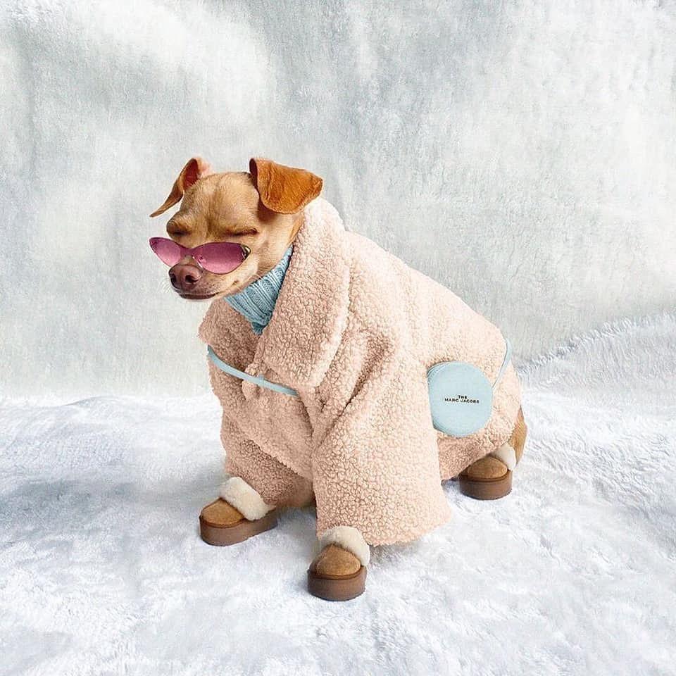 강아지도 겨울 준비❄️☃️ 이미지5