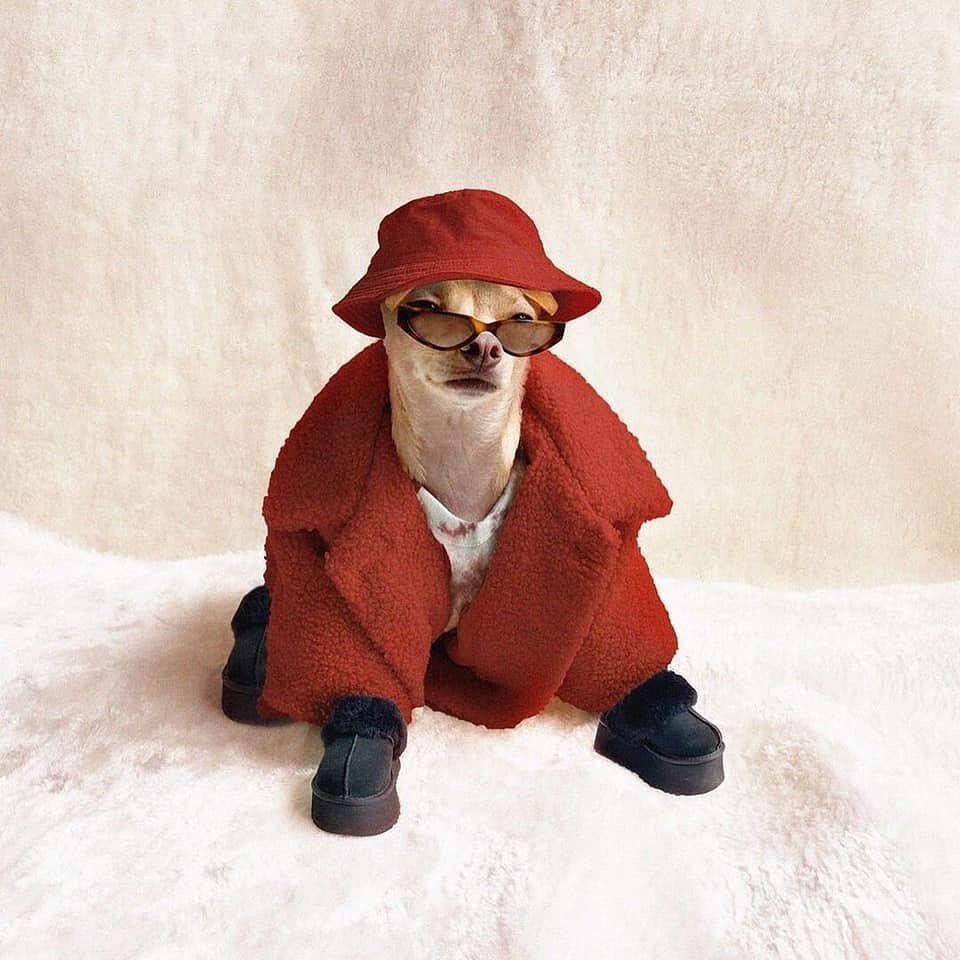 강아지도 겨울 준비❄️☃️ 이미지6