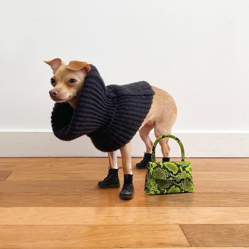 강아지도 겨울 준비❄️☃️ 이미지7