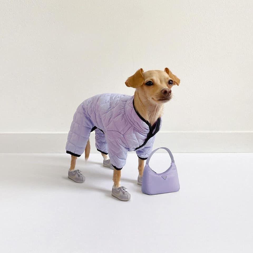 강아지도 겨울 준비❄️☃️ 이미지8