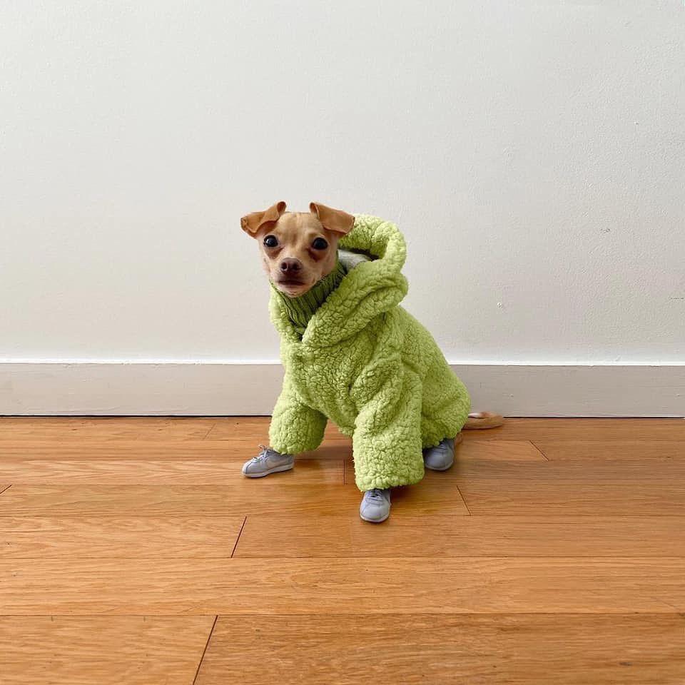 강아지도 겨울 준비❄️☃️ 이미지9