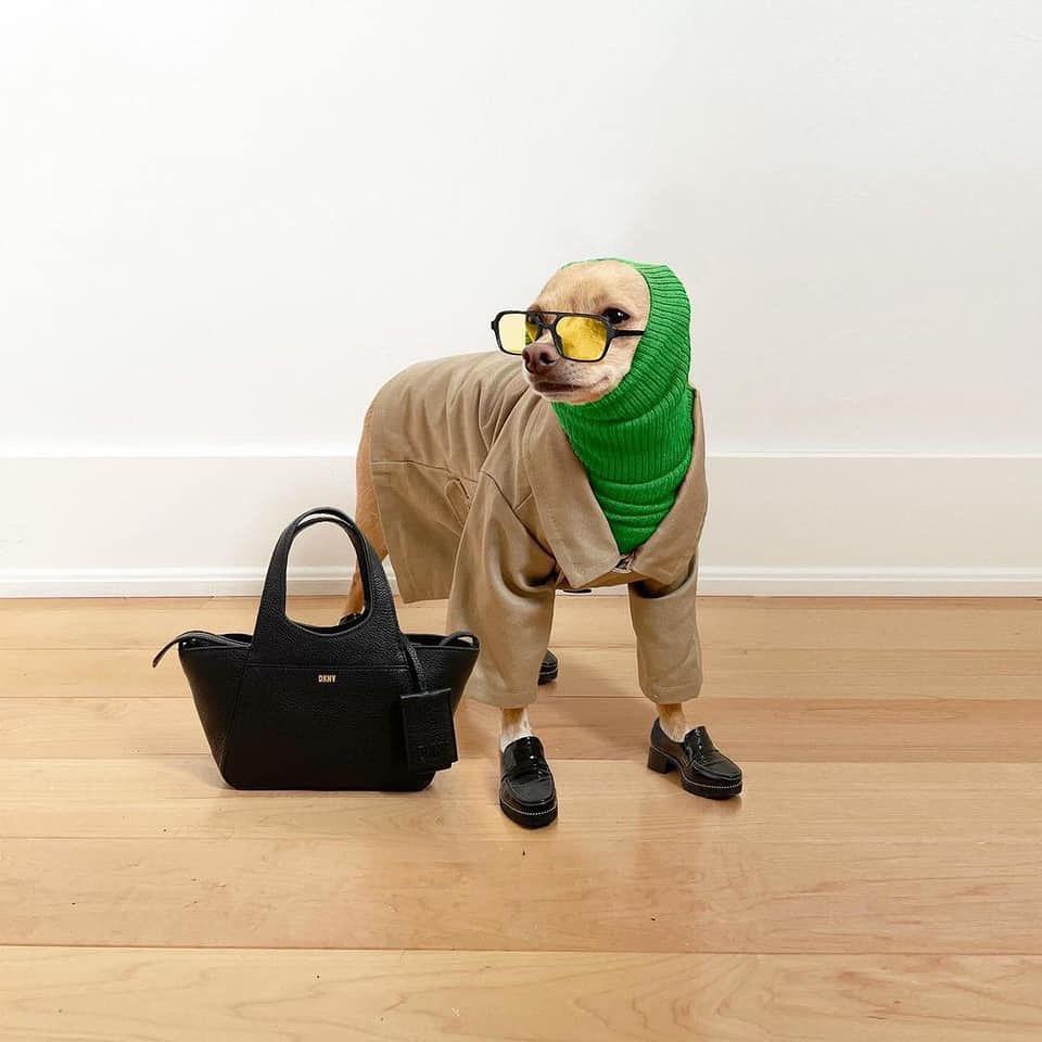 강아지도 겨울 준비❄️☃️ 이미지10