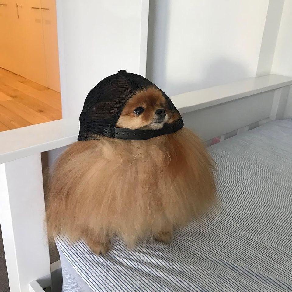 심장폭행하는 일상속 동물들🐶 이미지
