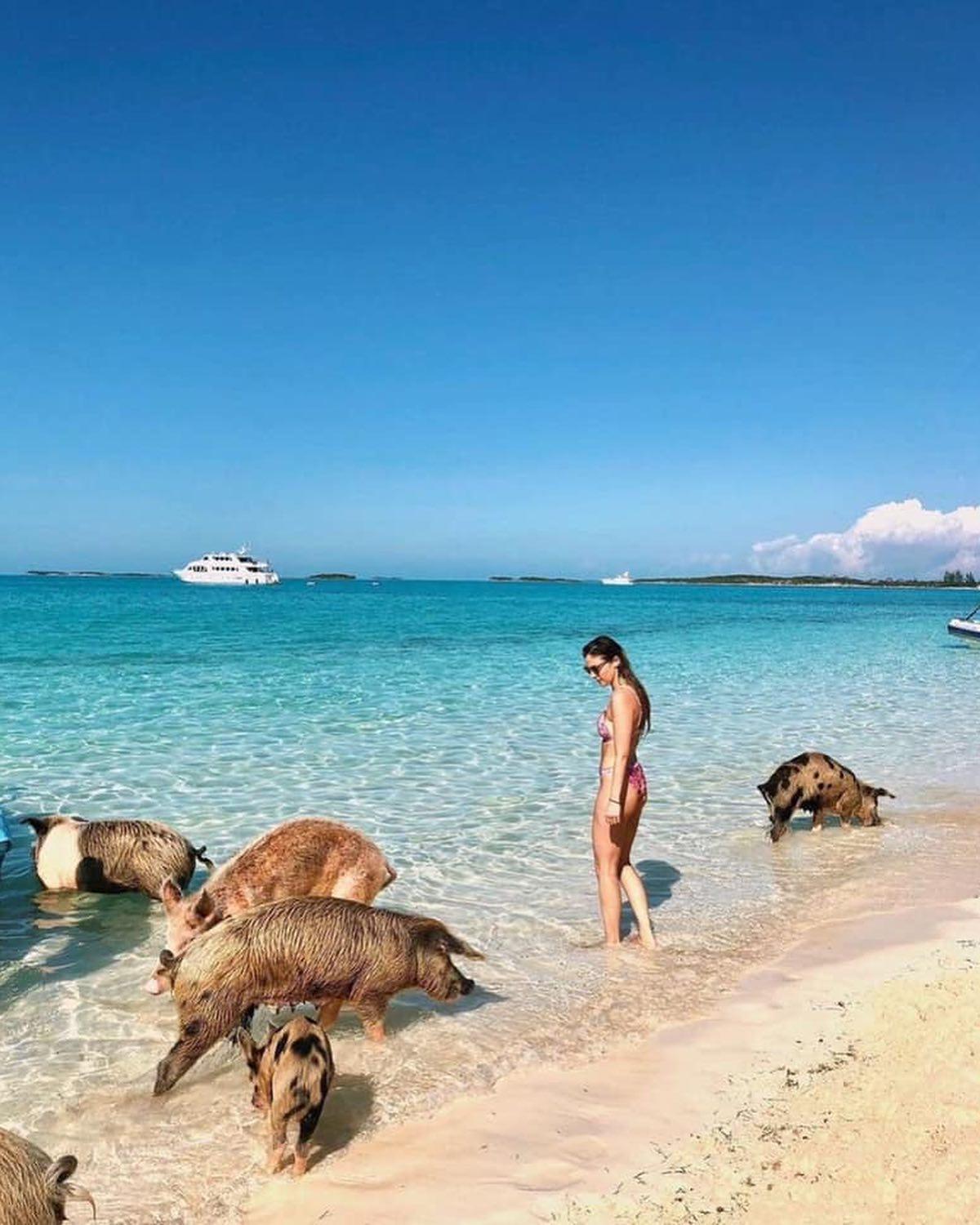 바하마 돼지섬🐷 신기해💙 이미지7