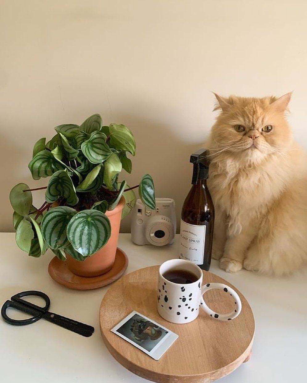 요즘 꼿힌 컵디자인💖💚☕️ 이미지6