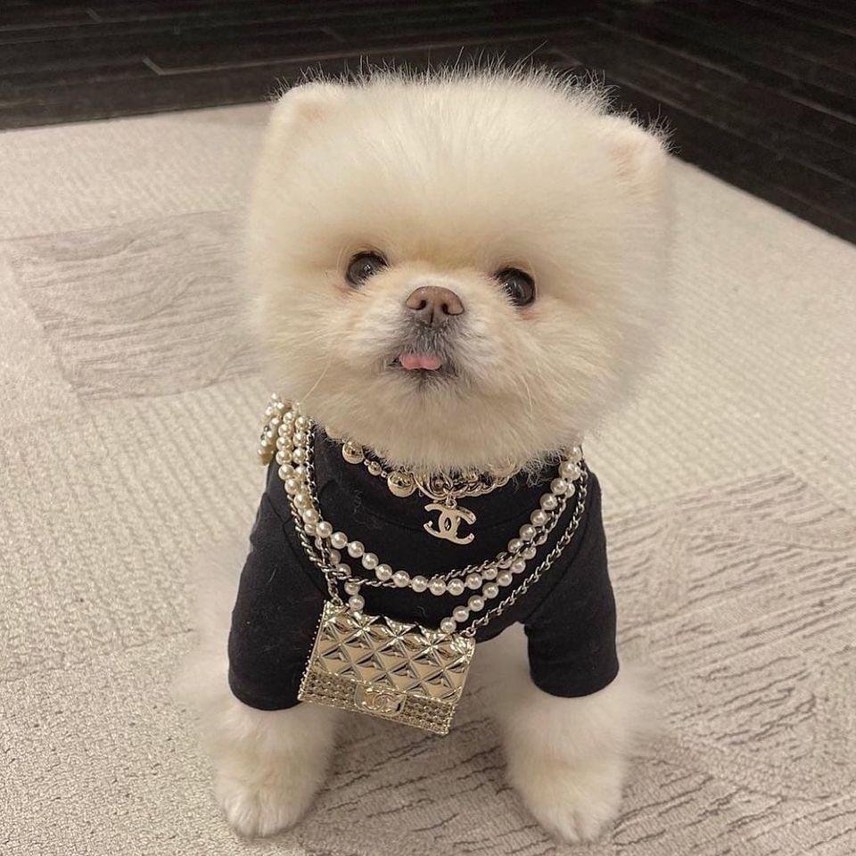 나는 오늘도 샤넬을 입는다🐾멍! 이미지