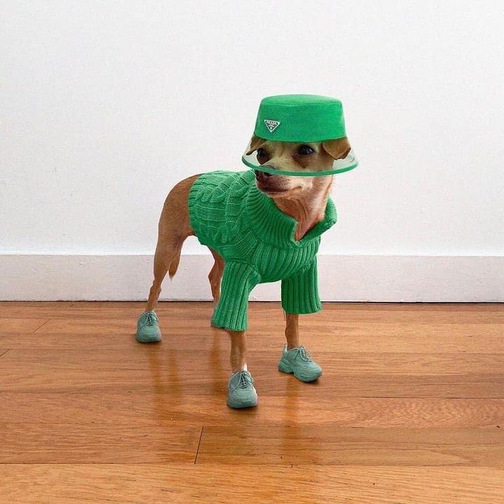 울 댕댕이 옷장도 채우기🐶 이미지