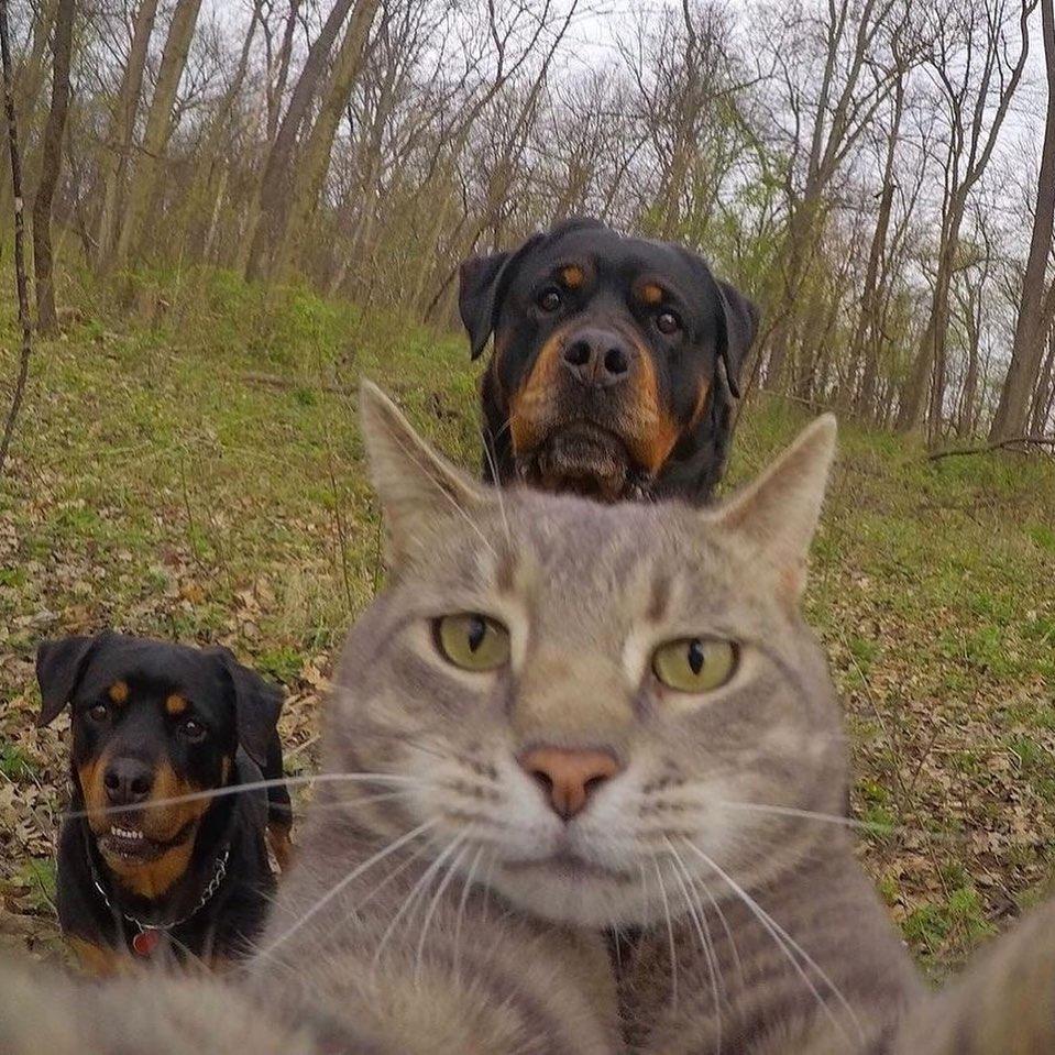 집사보다 나은 셀스타그램🐱📸 이미지