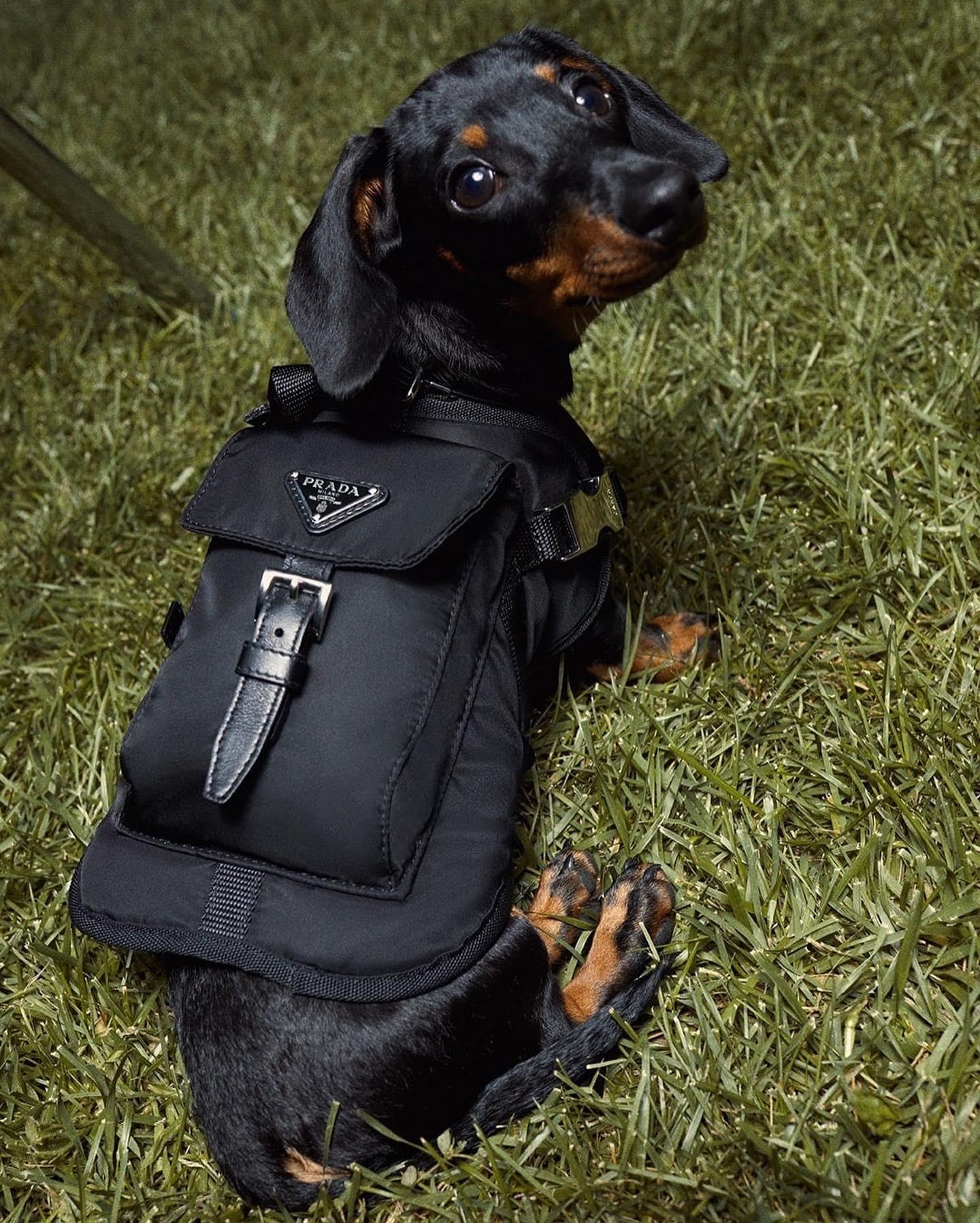 상팔자 댕댕이의 프라다🖤 이미지2