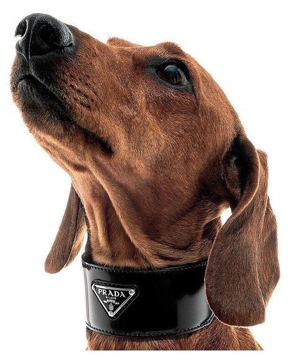 상팔자 댕댕이의 프라다🖤 이미지4