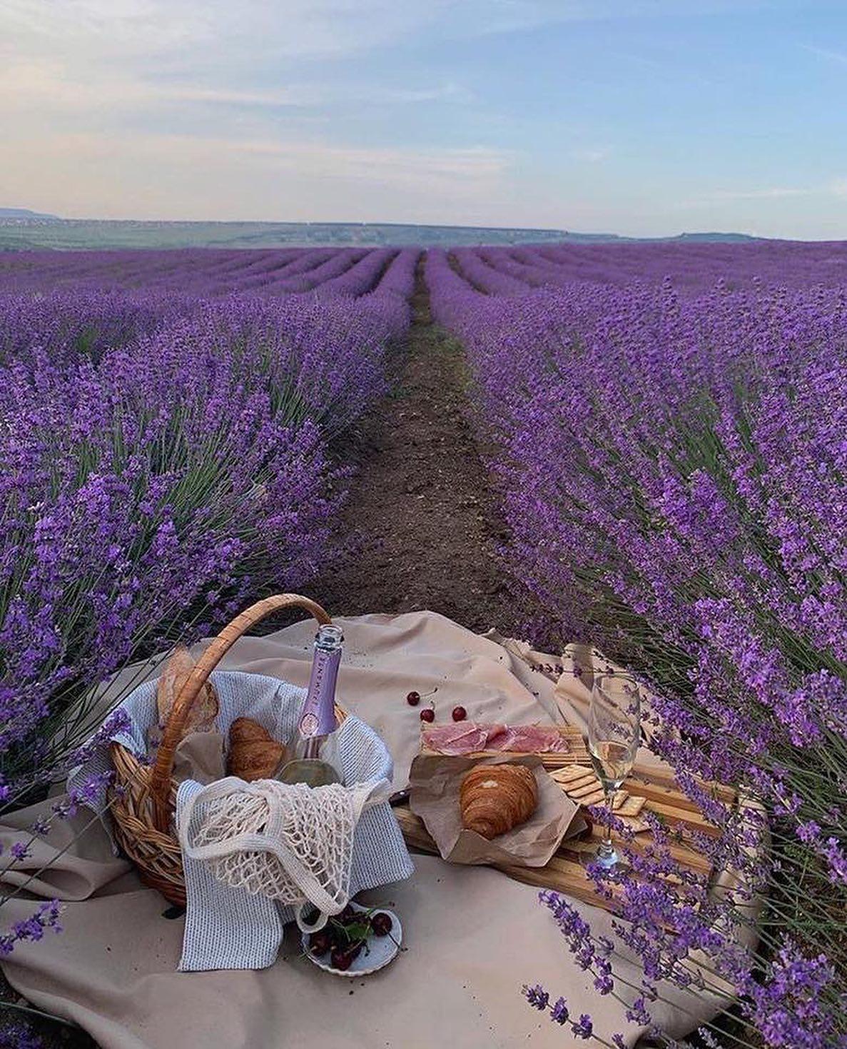 꿈꾸는 피크닉 무드🥰💜 이미지