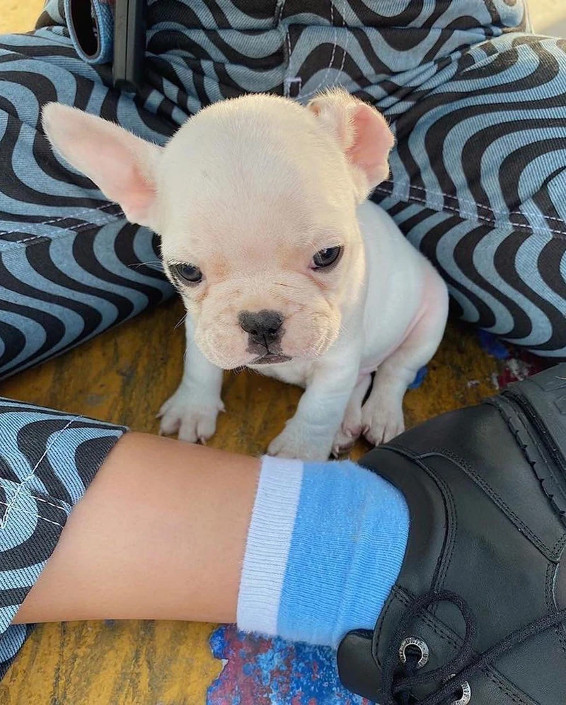 또 나만 댕댕이 없지ㅠ🐶💙 이미지1