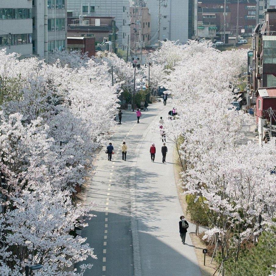 그래도 빛 나는 서울의 봄🌸 이미지