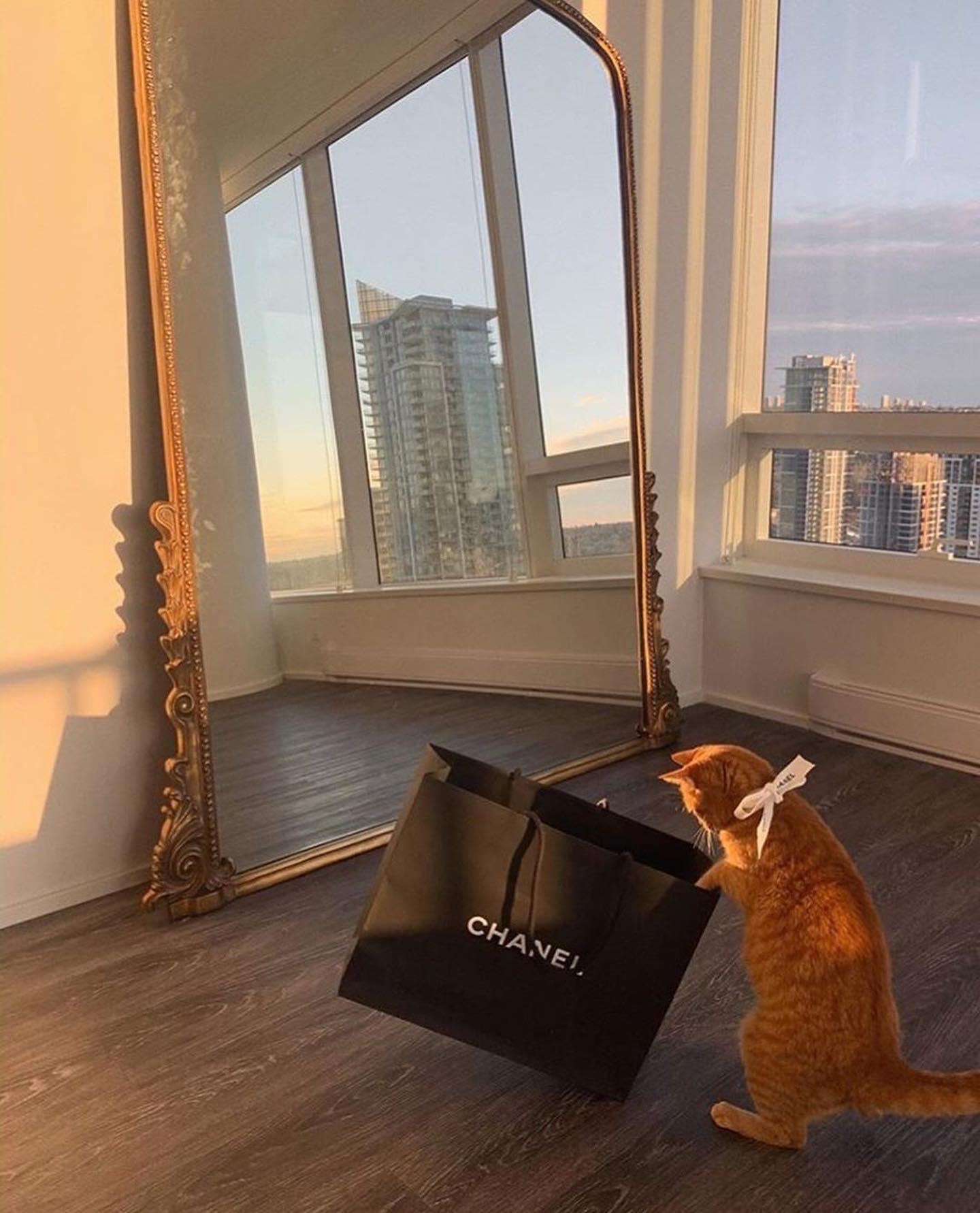 또 샀냥 🐈❤️ 이미지