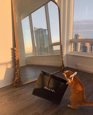 또 샀냥 🐈❤️ 이미지