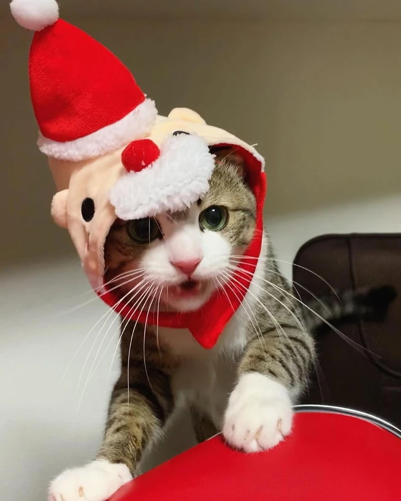 냥냥한 크리스마스 🐱🎅🤶 이미지1