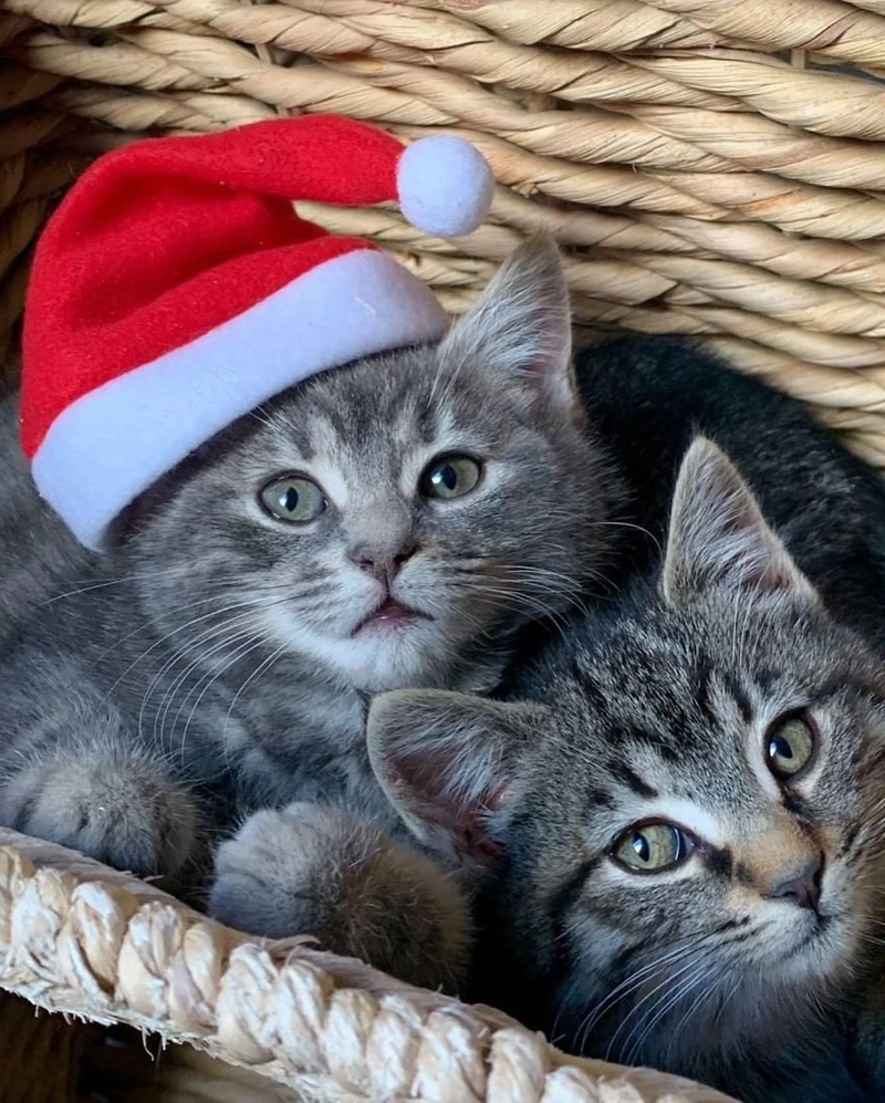 냥냥한 크리스마스 🐱🎅🤶 이미지2