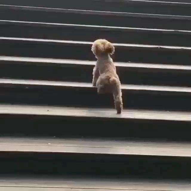 일요일 내 기분 🐶 댕댕이 이미지