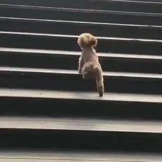 일요일 내 기분 🐶 댕댕이 이미지