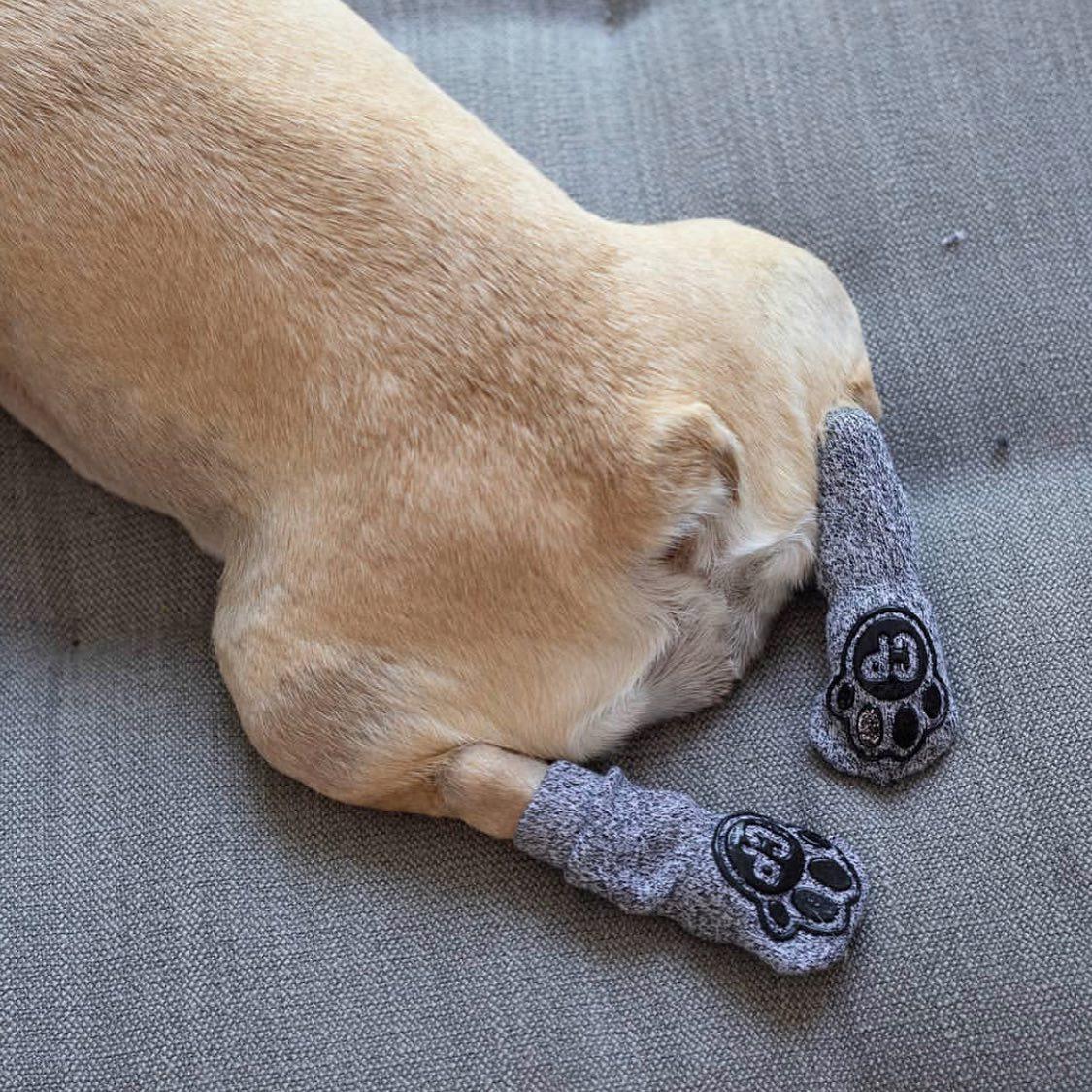 요즘 발 개 시려워서 🐶 이미지