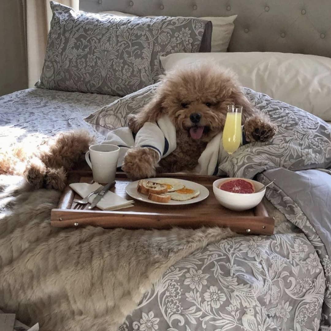 사람인가 싶은 멍멍이 일상🐶 이미지