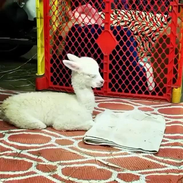 @일케 피곤하냥 🐑 이미지