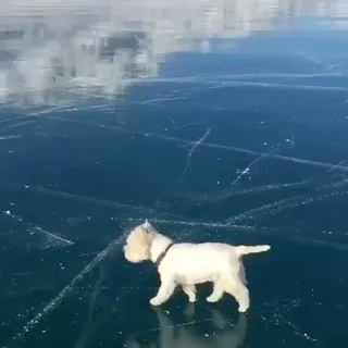 오늘 넘 추워 🥶❄️ 총총총 이미지