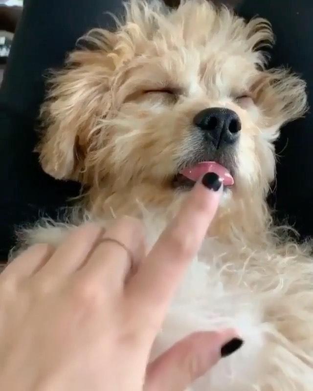 혀 내밀고 자면 @시도 😛 이미지
