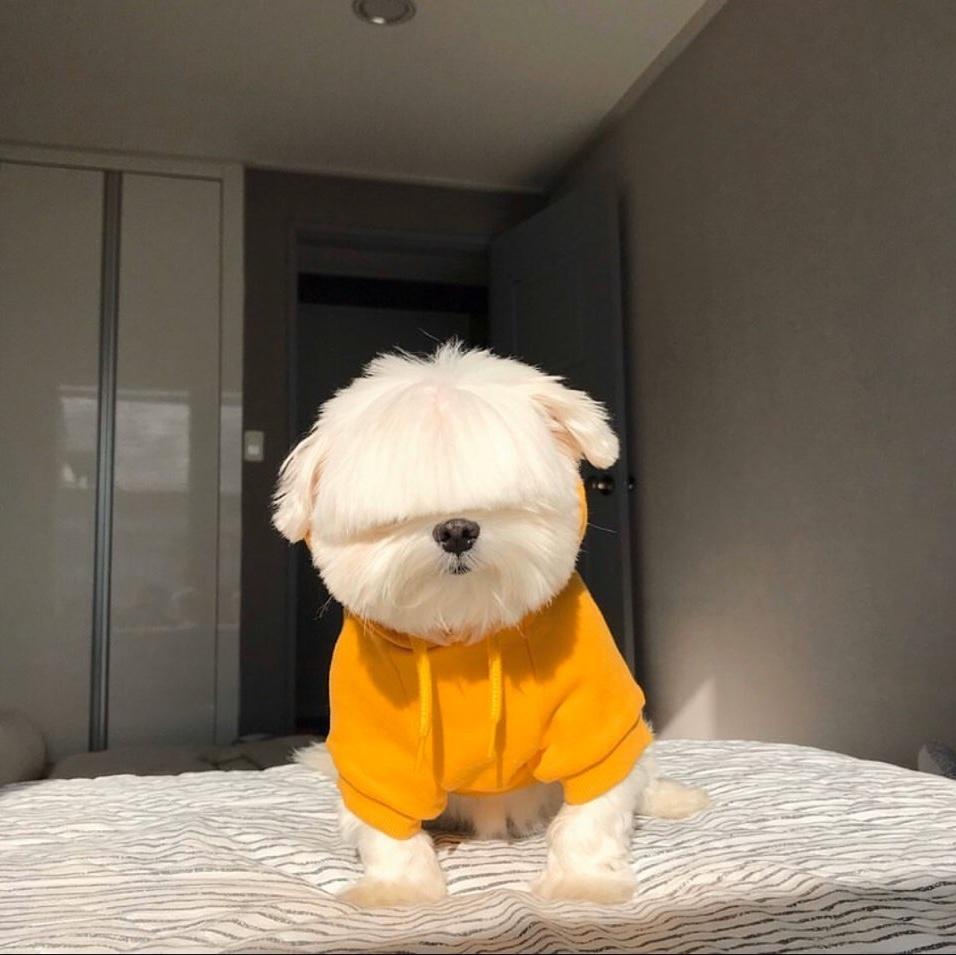 올겨울 유행 일자뱅 도전?!🐶 이미지