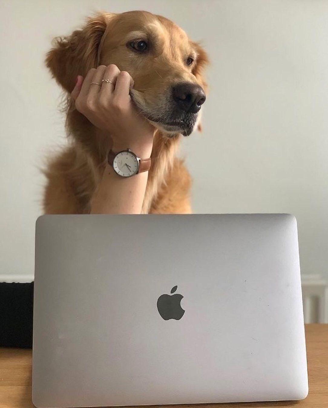 개고민 중 🐶 이미지