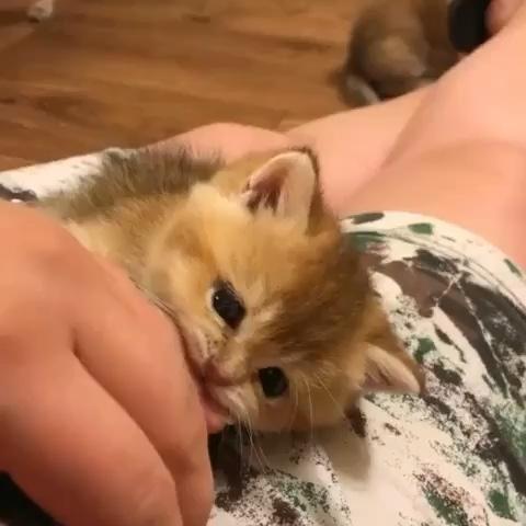 무냥?🐈 이미지
