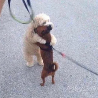 개 반갑다🐶@친구야 이미지