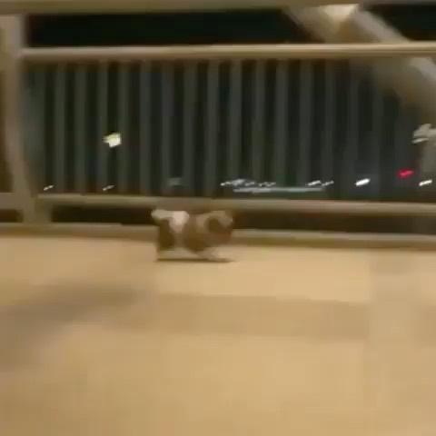 내 퇴근길 총총총 🐶 이미지