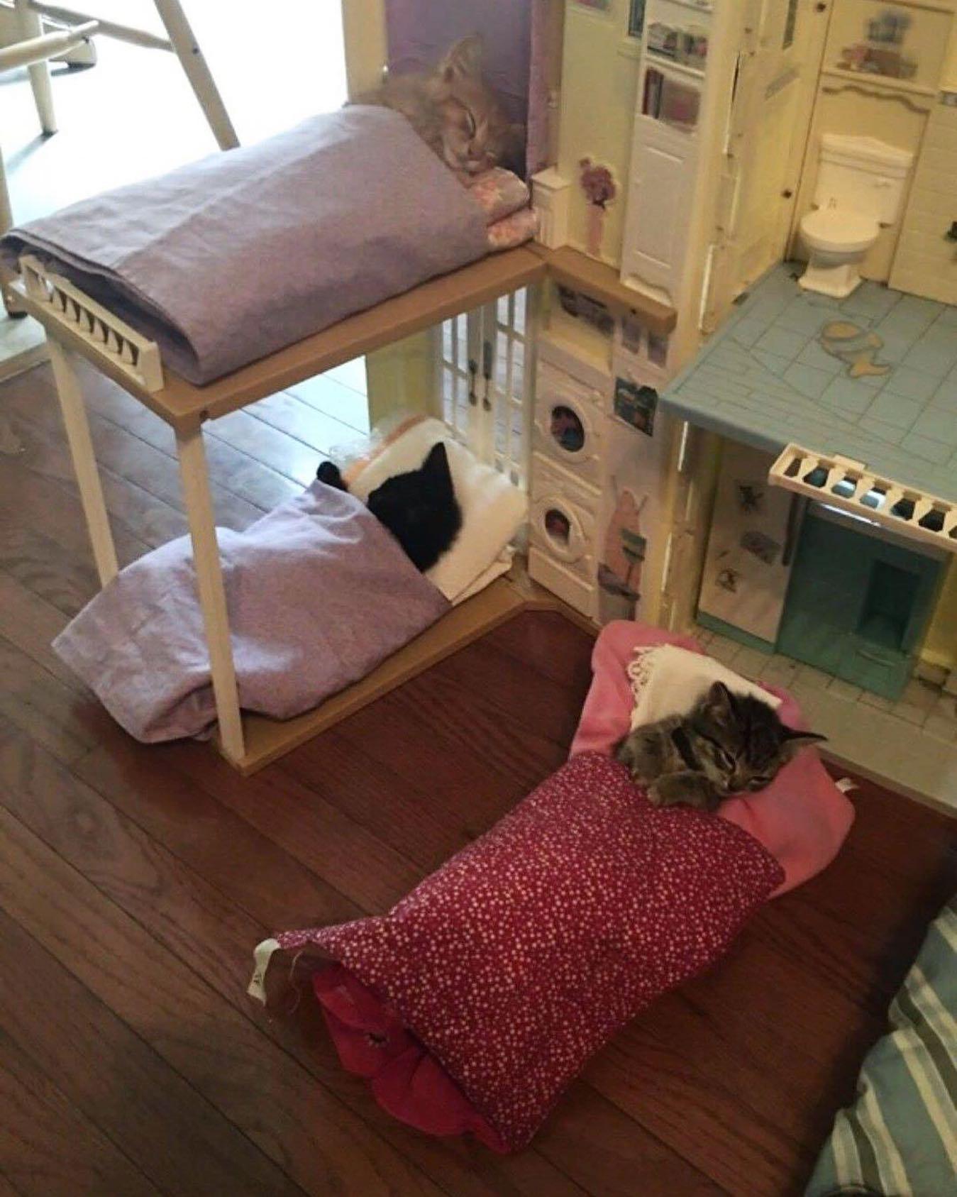 냥이 숙소에 오신 걸 환영해요🌛 이미지