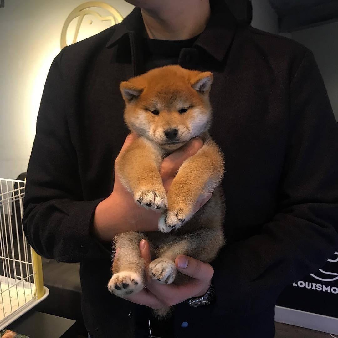 개졸령 🐶 이미지