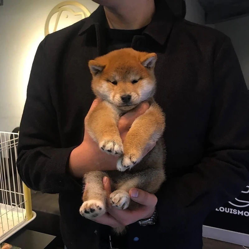 개졸령 🐶 이미지1