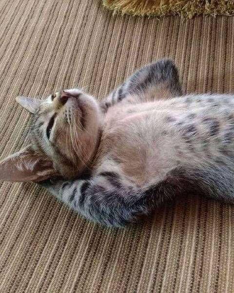 더운 여름은 우리집 냥이처럼💤 이미지