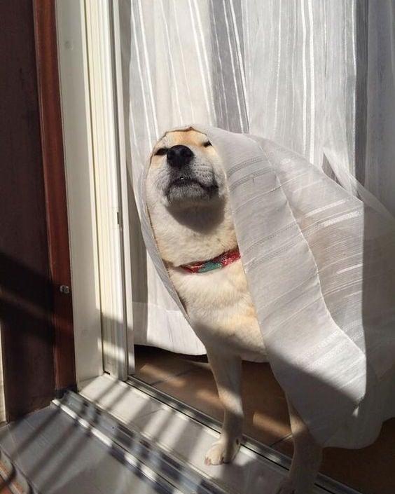 개같은 삶🐶 이미지