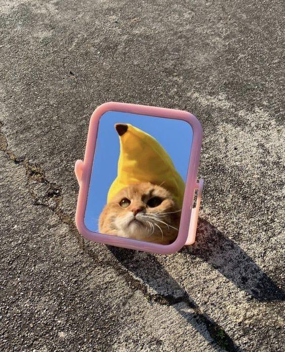 거울이냥🐈 이미지